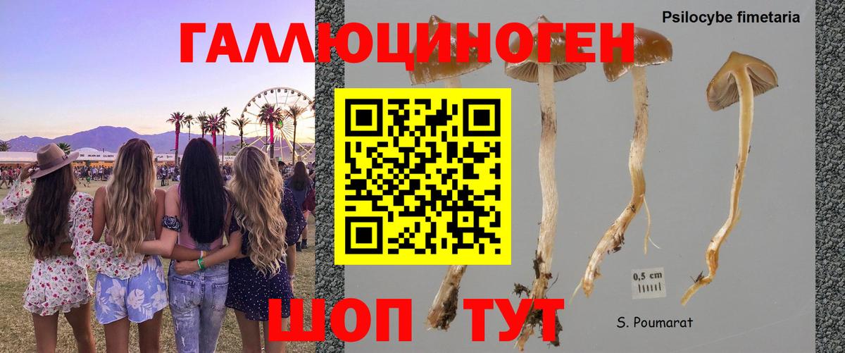 Псилоцибиновые грибы GOLDEN TEACHER Магадан